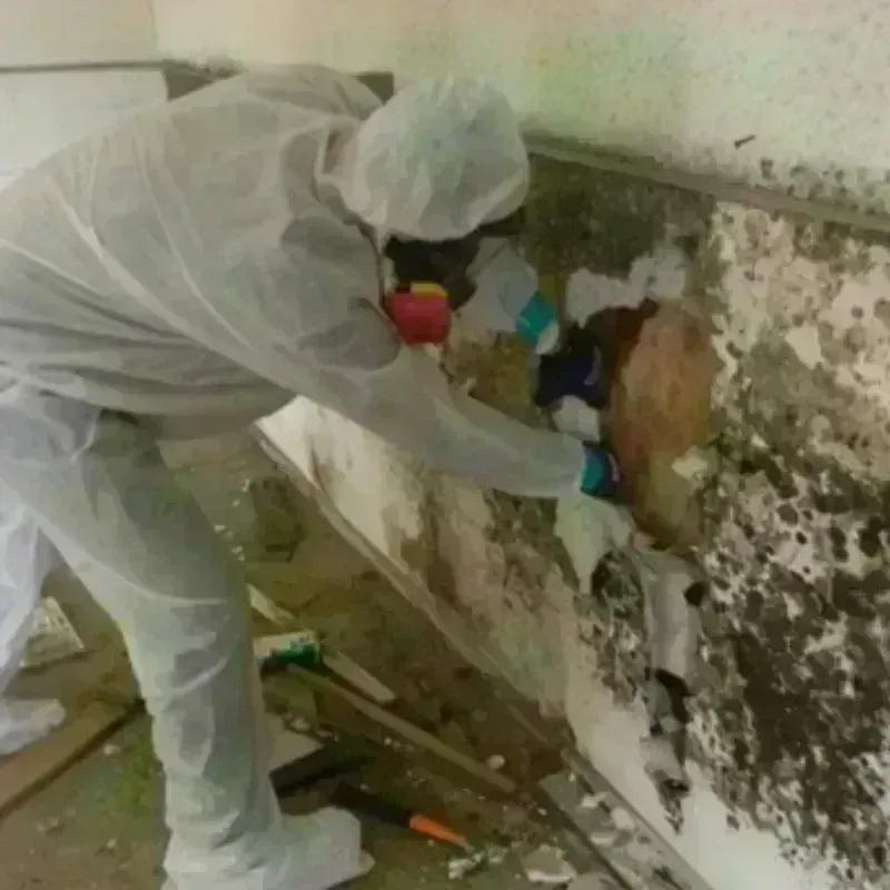 Mold Remediation and Removal in Boyne City, MI